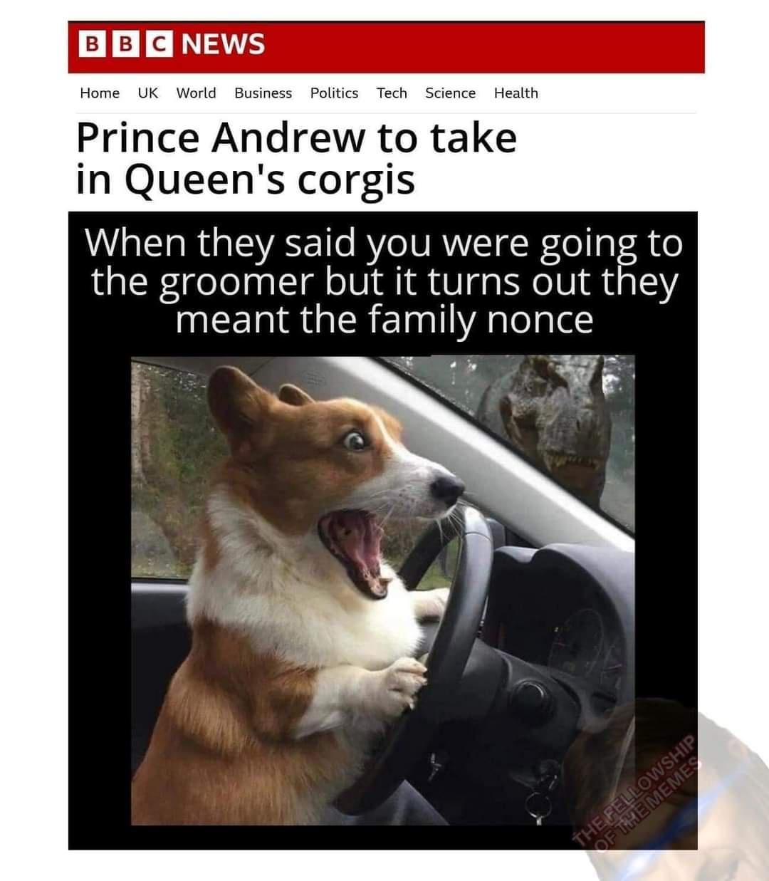 Prince Andrew to take in Queens corgis When they said you were going to the groomer but it turns out they meant the family nonce