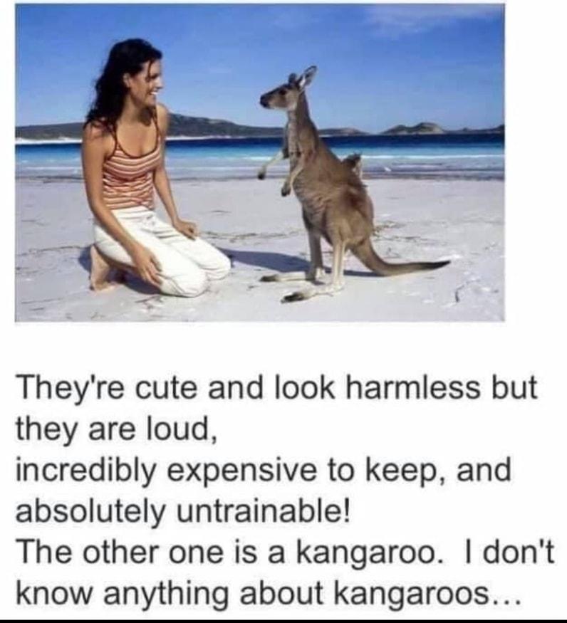 Theyre cute and look harmless but they are loud incredibly expensive to keep and absolutely untrainable The other one is a kangaroo dont know anything about kangaroos