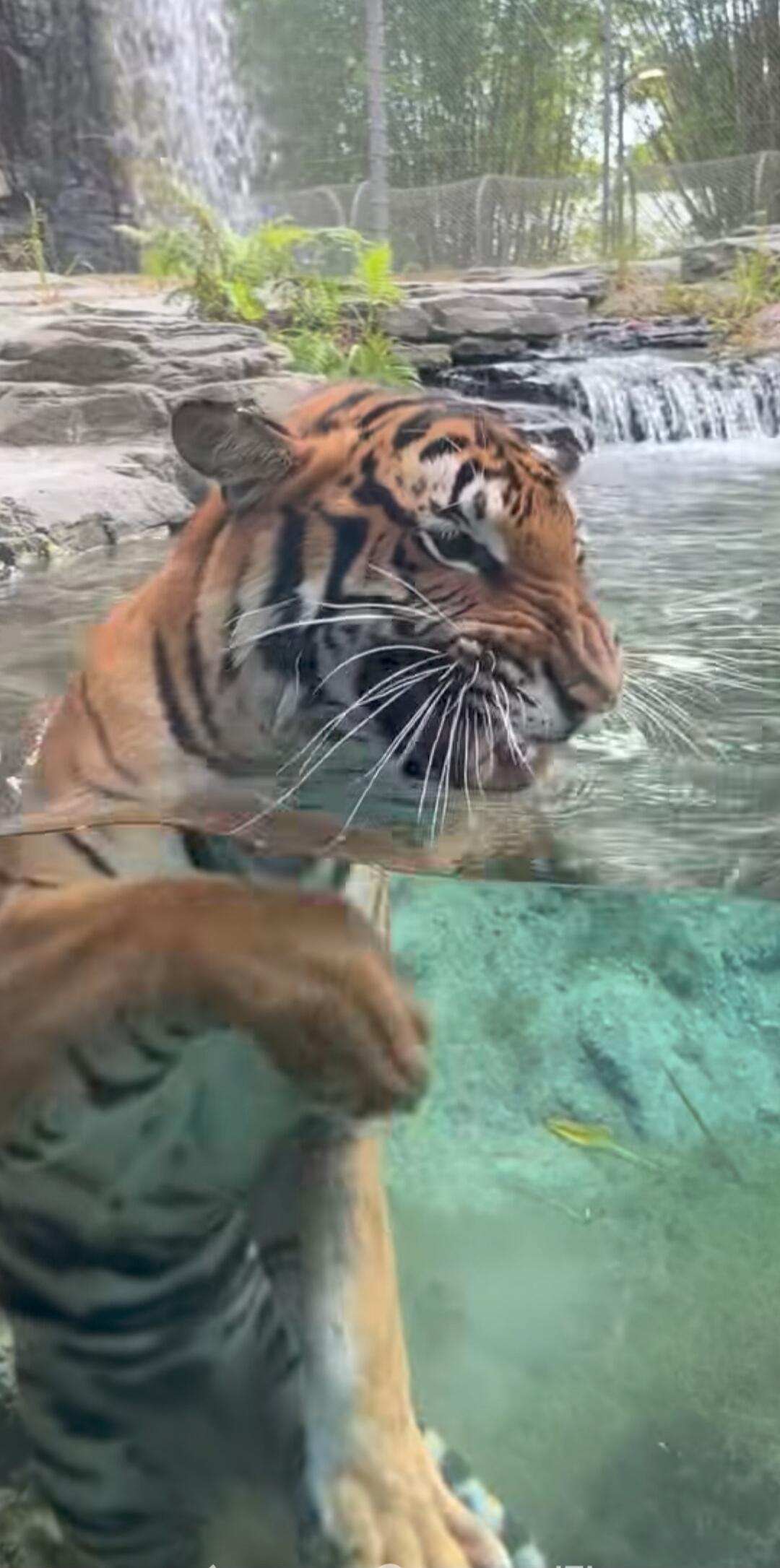 A tiger is swimming in a clear pool, with rocks and a small waterfall in the background.