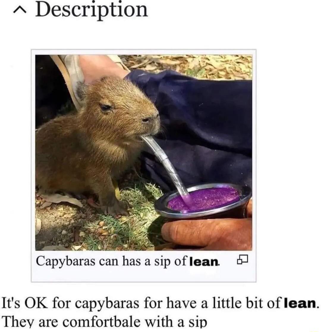 Description ety Capybaras can has a sip of lean 7 Its OK for capybaras for have a little bit of lean They are comfortbale with a sip