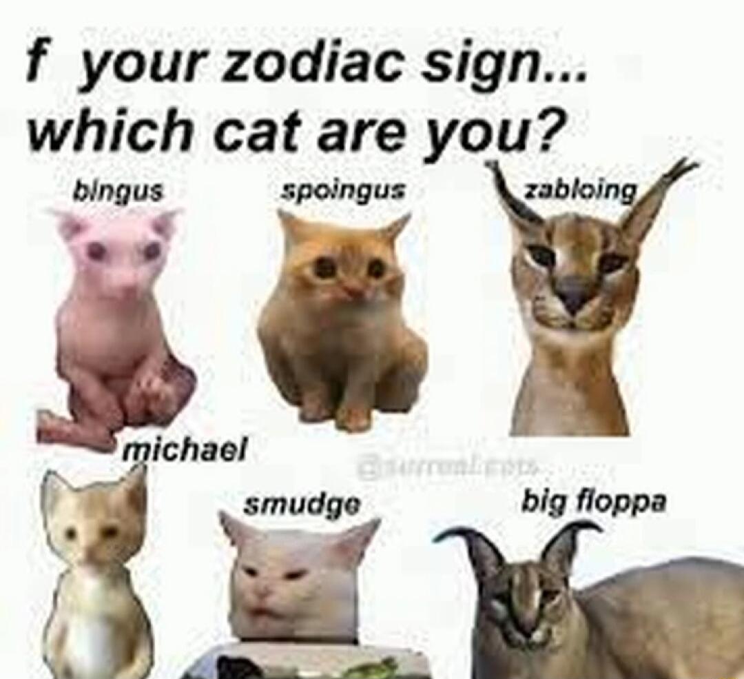 f your zodiac sign which cat are you bingus spoingus zabloir S