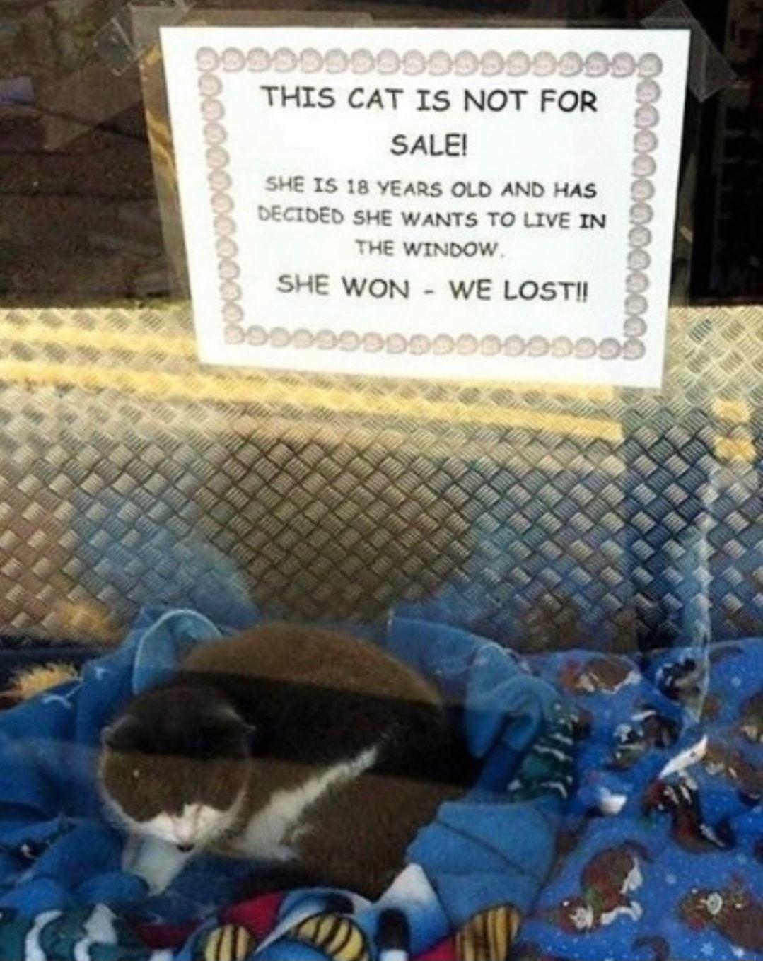 THIS CAT IS NOT FOR SALE OLD AND HAS WANTS HE WINDOW SHE WON WE LOSTIl