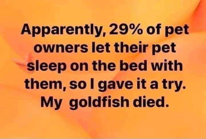 Apparently 29 of pei owners let thelr pet sleep on the bed with them sol gave it a try My goldfish died