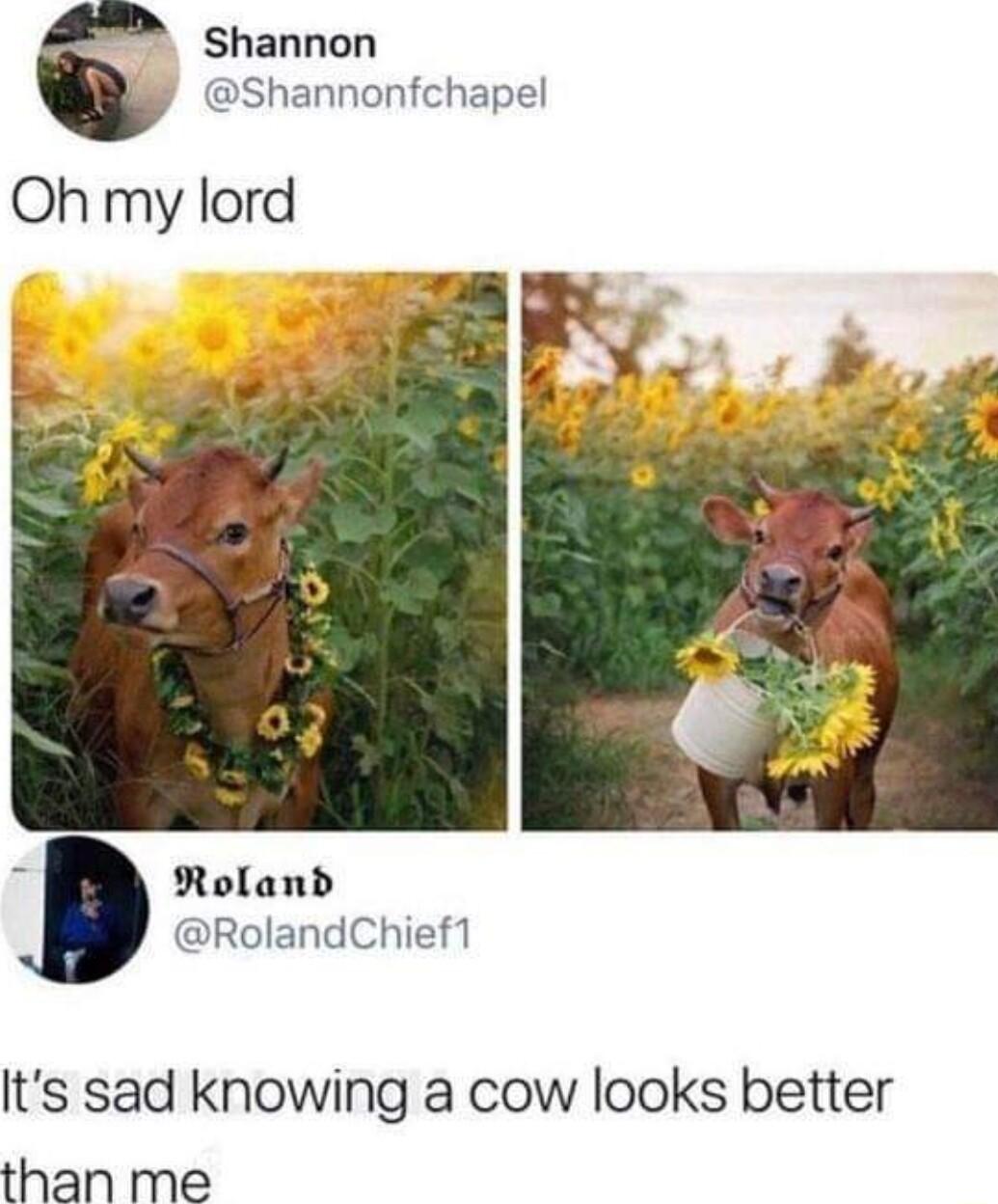 Shannon Shannonfchapel Oh my lord Roland RolandChief1 Its sad knowing a cow looks better than me