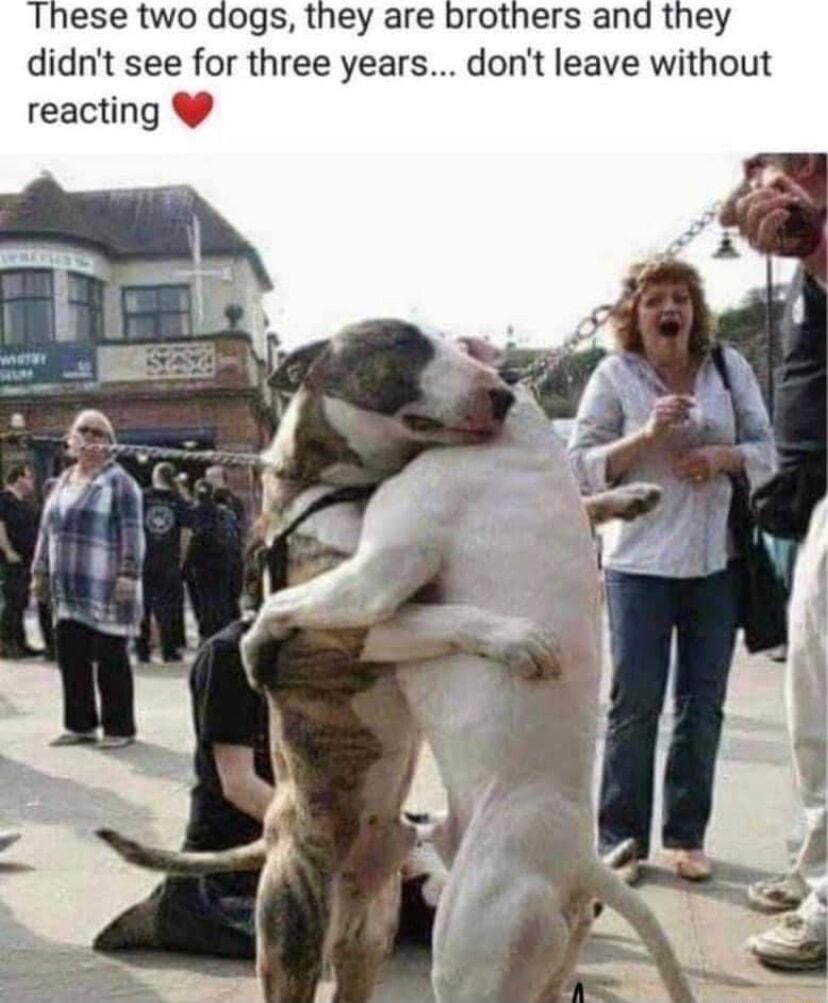 These two dogs they are brothers and they didnt see for three years dont leave without reacting