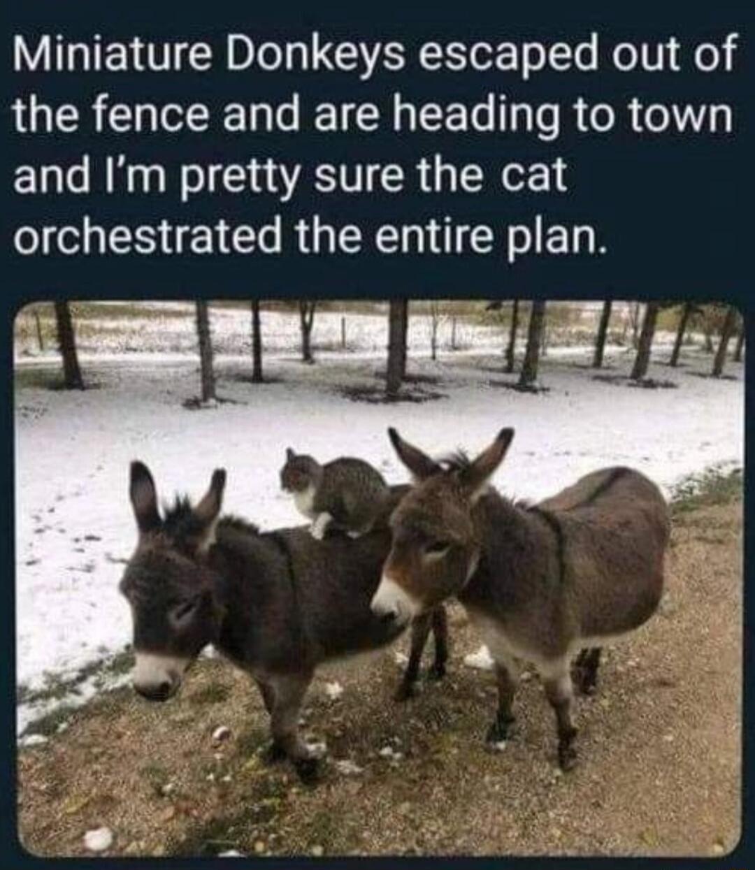 Miniature Donkeys escaped out of the fence and are heading to town and Im pretty sure the cat orchestrated the entire plan W S