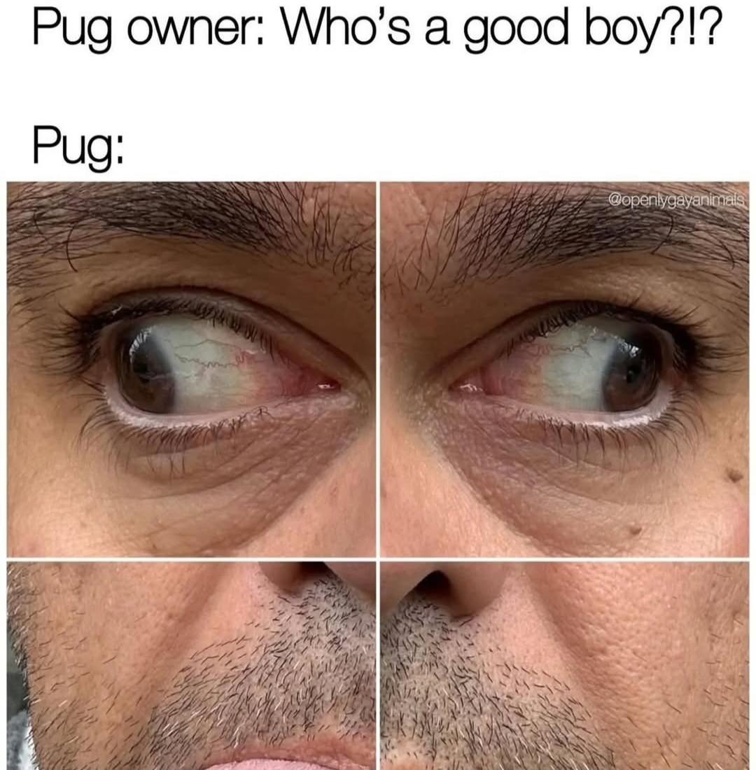 Pug owner: Who’s a good boy?!? Pug: