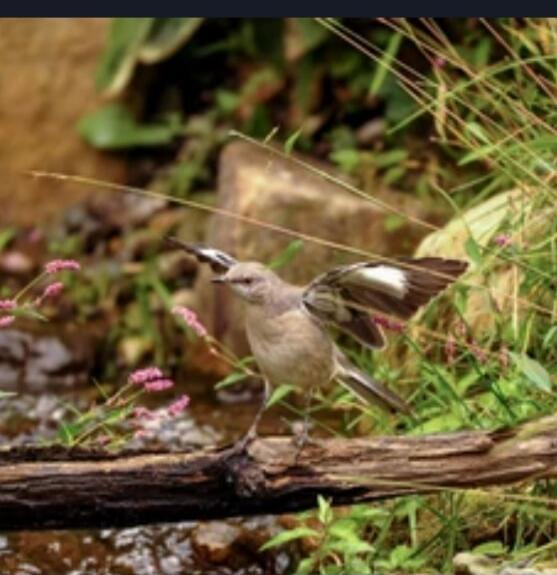 A small bird standing on a log near vegetation by a stream.