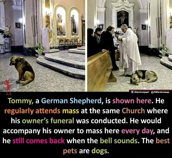 Tommy a German Shepherd is shown here He regularly attends mass at the same Church where his owners funeral was conducted He would accompany his owner to mass here every day and he still comes back when the bell sounds The best pets are dogs