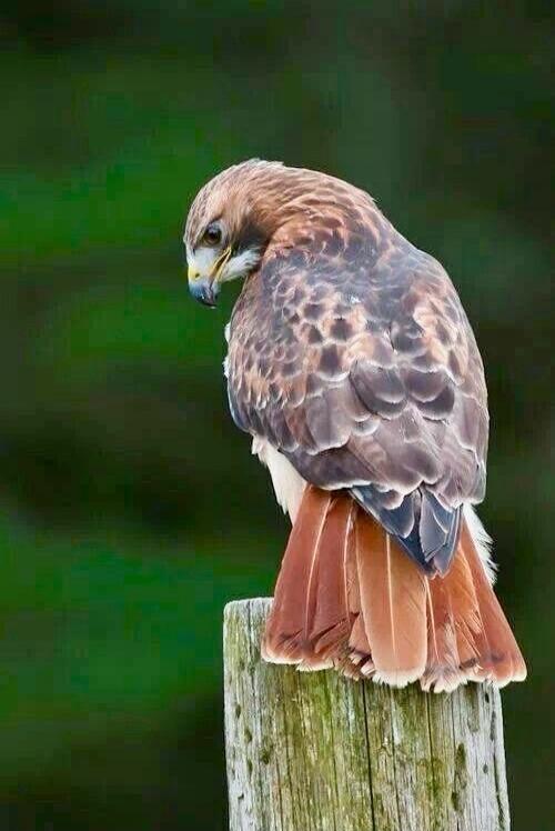 A majestic hawk perched on a wooden post, its gaze directed downwards, showcasing its intricate feather patterns and sharp features.
