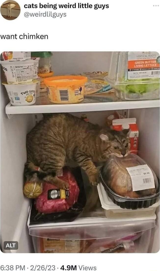 cats being weird little guys dlilguys want chimken