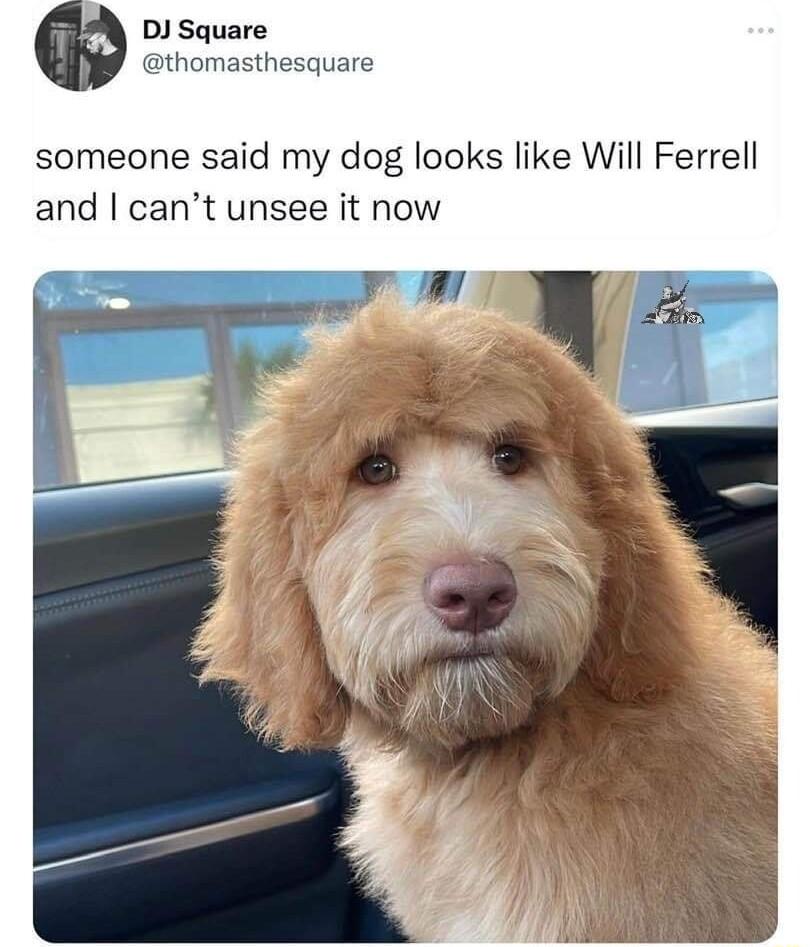 DJ Square thomasthesquare someone said my dog looks like Will Ferrell and cant unsee it now