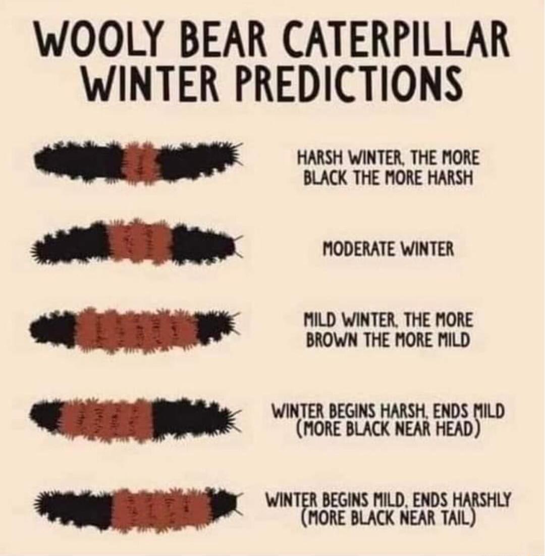 WOOLY BEAR CATERPILLAR WINTER PREDICTIONS HARSH WINTER THE MORE BLACK THE MORE HARSH MODERATE WINTER MILD WINTER THE MORE BROWN THE MORE MILD WTEIIEMNMEHDSTILD MORE BLACK NEAR HEAD WINTER BEGINS MILD ENDS MORE BLACK NEAR TAIL i