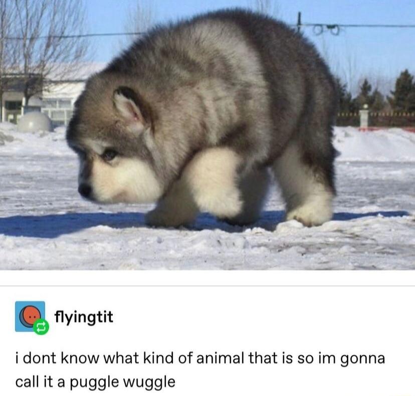 g flyingtit i dont know what kind of animal that is so im gonna call it a puggle wuggle