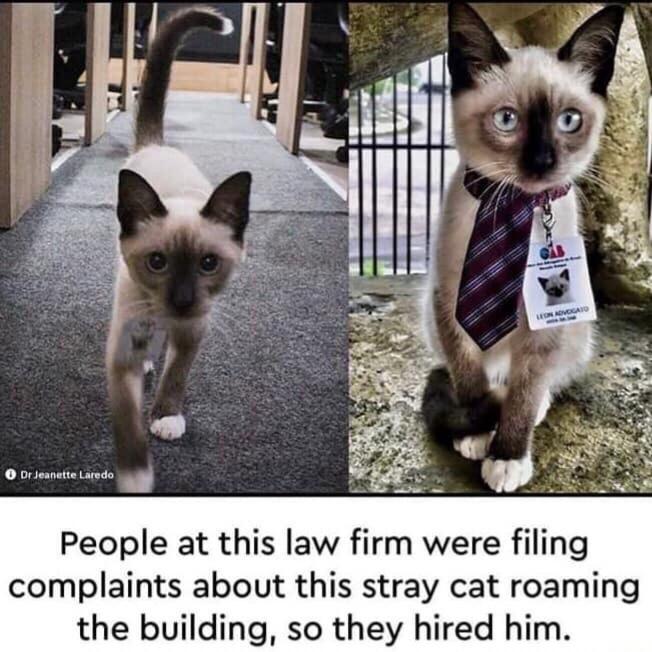 People at this law firm were filing complaints about this stray cat roaming the building so they hired him
