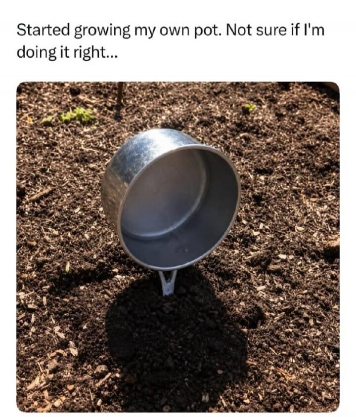 Started growing my own pot. Not sure if I'm doing it right...