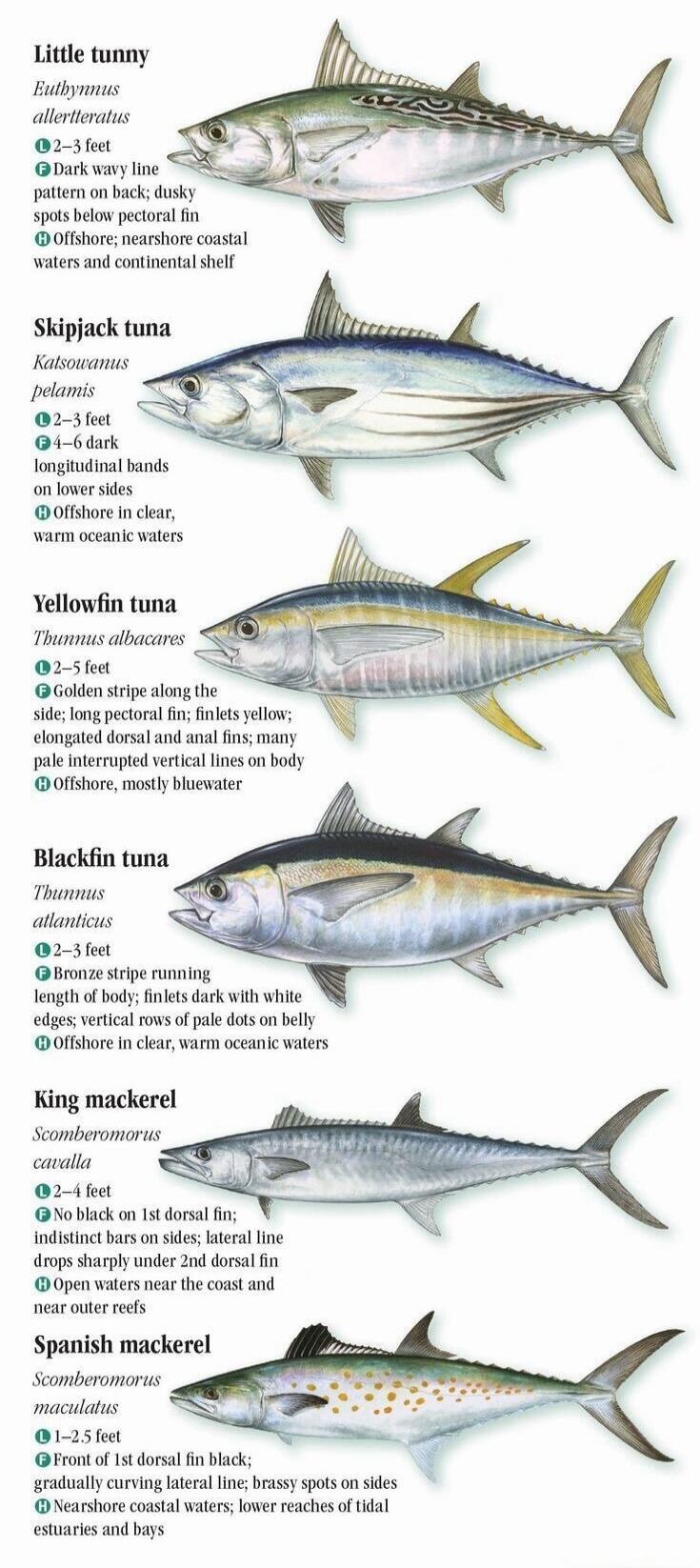 Little tunny Euthynnus alletteratus 2-3 feet. Dark wavy line pattern on back; dusky spots below pectoral fin. Offshore; nearshore coastal waters and continental shelf. Skipjack tuna Katsuwonus pelamis 2-3 feet. 4-6 dark longitudinal bands on lower sides. Offshore in clear, warm oceanic waters. Yellowfin tuna Thunnus albacares 2-5 feet. Golden strip