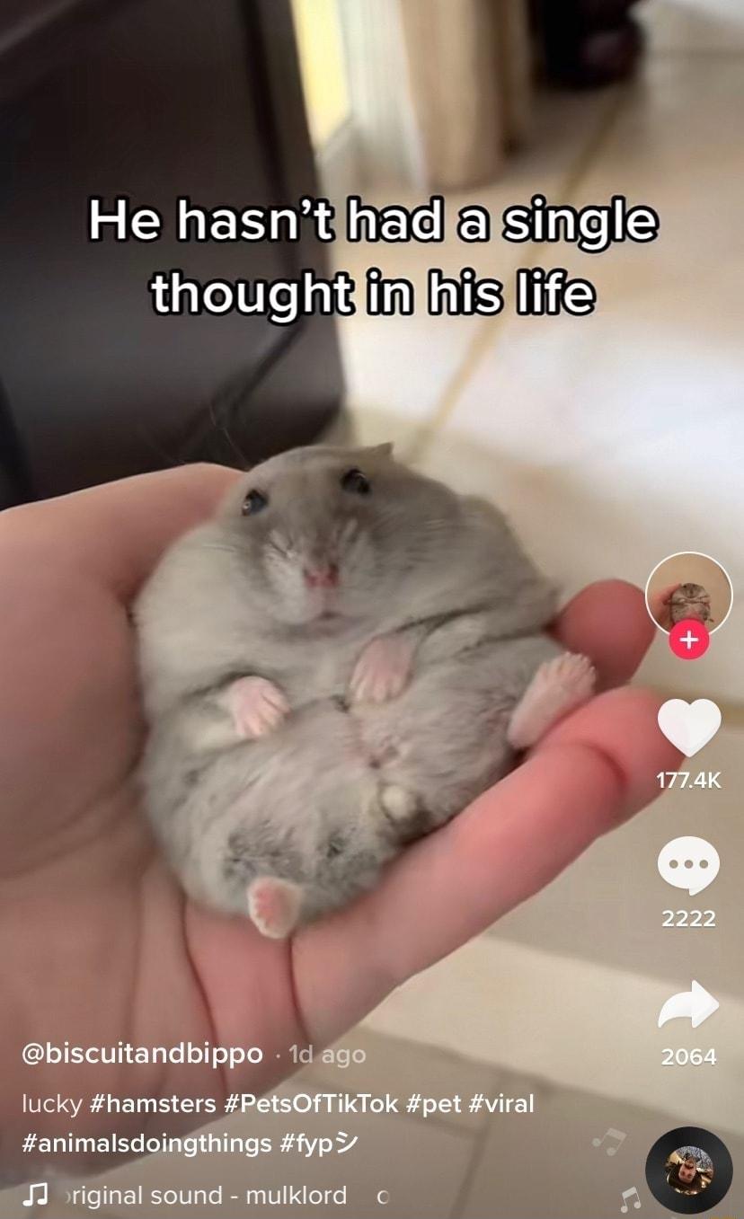 RENEN K hRre Sinelle araitelai in s B