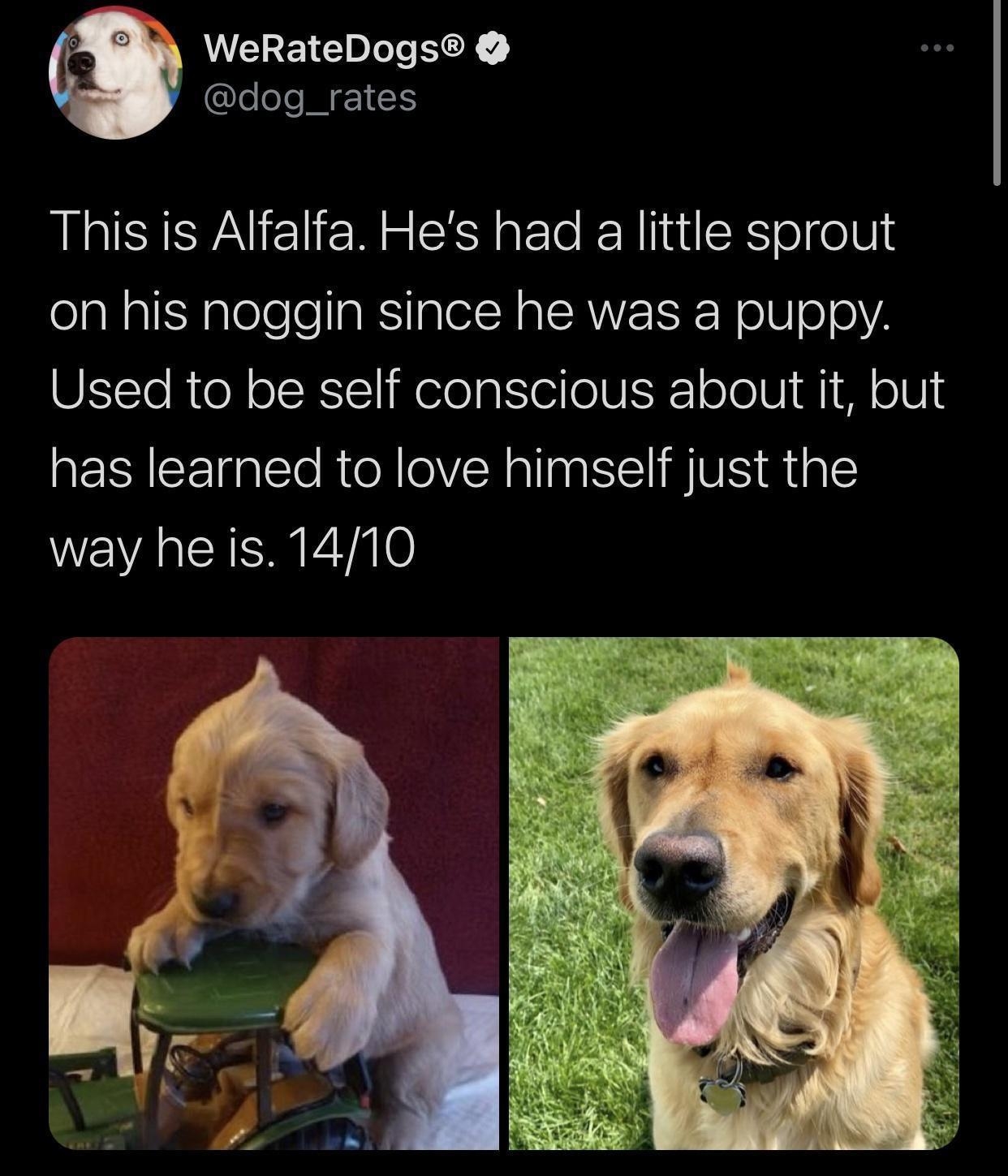A WeRateDogs Cleel MG This is Alfalfa Hes had a little sprout olal sl SN glelelellaRS glelR AAV RN olUe0Y2 Used to be self conscious about it but has learned to love himself just the way heis 1410 79 456 PM 8421 Twitter for iPhone
