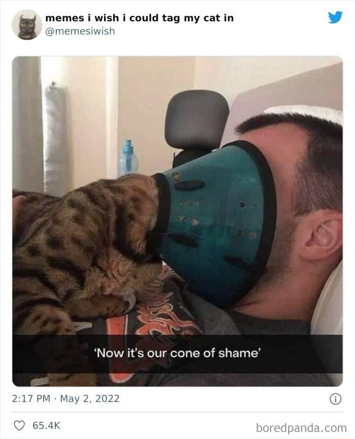 memes i wish i could tag my cat in Now its our cone of shame