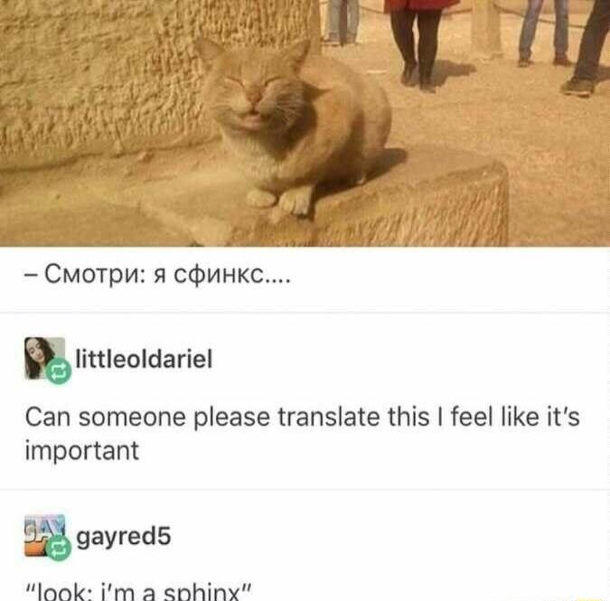 CMOTPH 5 COUHKC S titicoldariel Can someone please translate this feel like its important g gayredS Mank im a enhiny