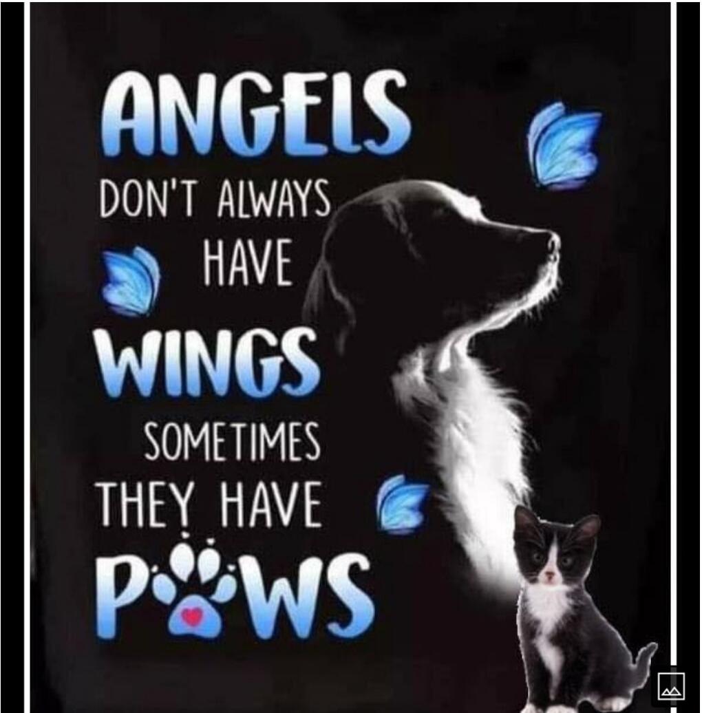 Angels don't always have wings, sometimes they have paws.