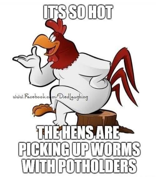 IT'S SO HOT THE HENS ARE PICKING UP WORMS WITH POTHOLDERS