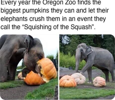 very year the Uregon 00 Tinds the biggest pumpkins they can and let their elephants crush them in an event they call the Squishing of the Squash