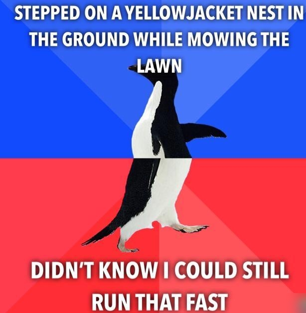 STEPPED ON A YELLOWJACKET NEST IN THE GROUND WHILE MOWING THE LAWN DIDNT KNOW COULD STILL RUN THAT FAST