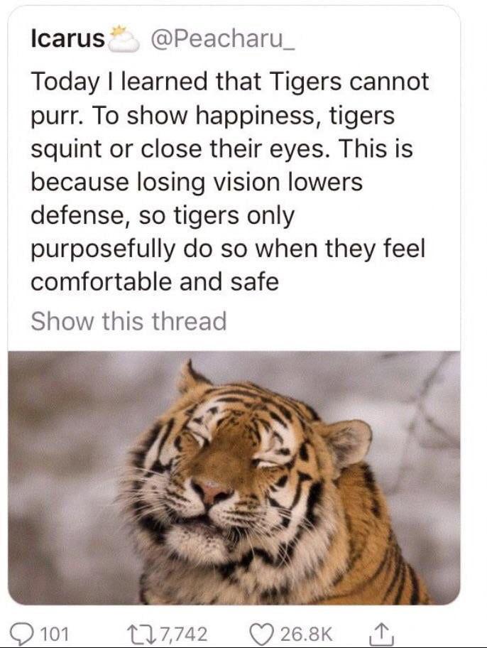 Icarus Peacharu_ Today learned that Tigers cannot purr To show happiness tigers squint or close their eyes This is because losing vision lowers defense so tigers only purposefully do so when they feel comfortable and safe Show this thread