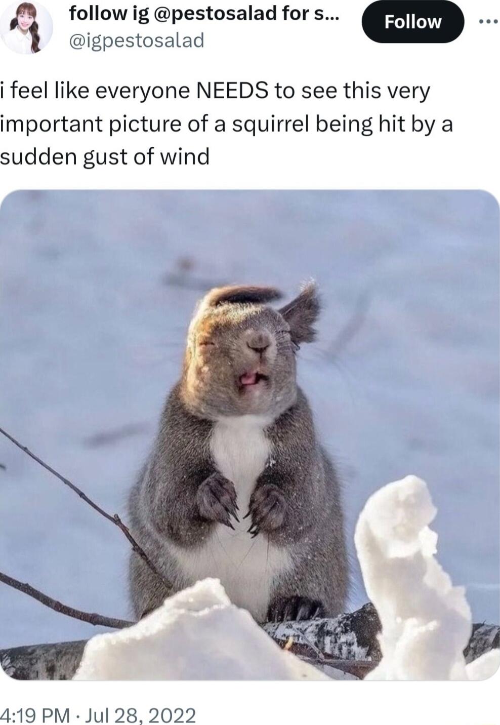 A followig pestosalad fors 1 igpestosalad i feel like everyone NEEDS to see this very important picture of a squirrel being hit by a sudden gust of wind 419 PM Jul 28 2022