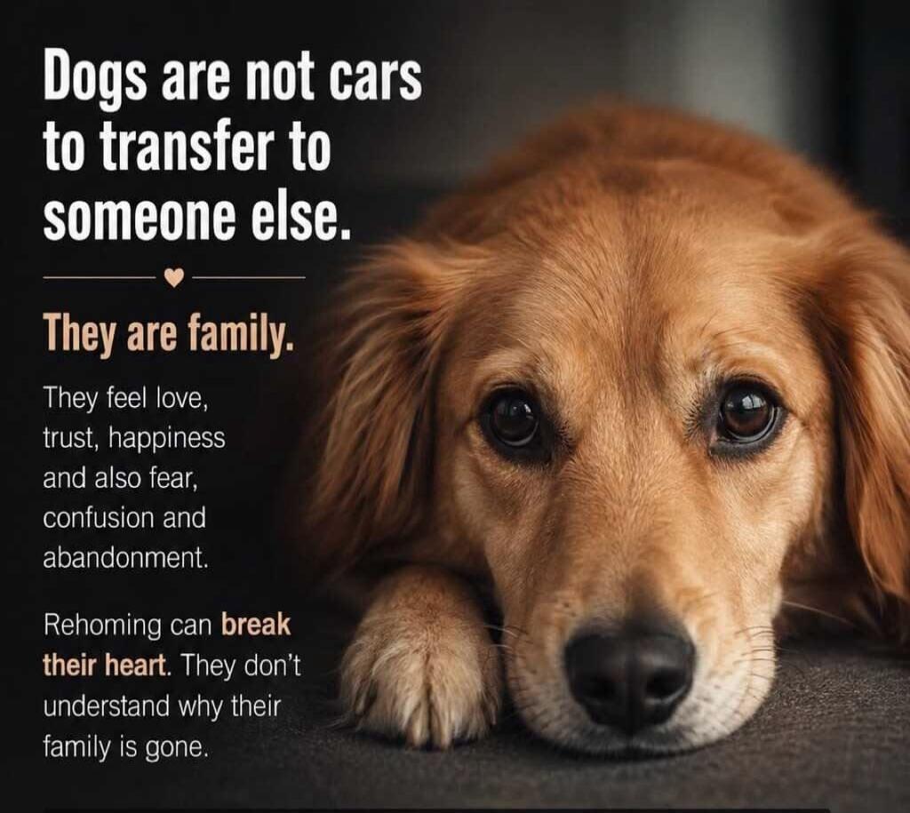 Dogs are not cars to transfer to someone else. They are family. They feel love, trust, happiness and also fear, confusion and abandonment. Rehoming can break their heart. They don't understand why their family is gone.