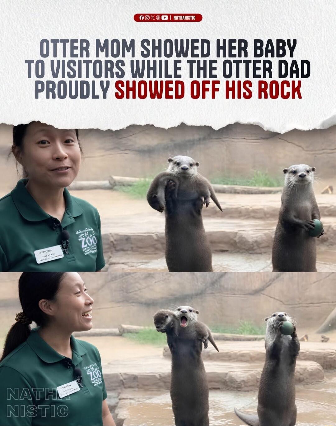 OTTER MOM SHOWED HER BABY TO VISITORS WHILE THE OTTER DAD PROUDLY SHOWED OFF HIS ROCK