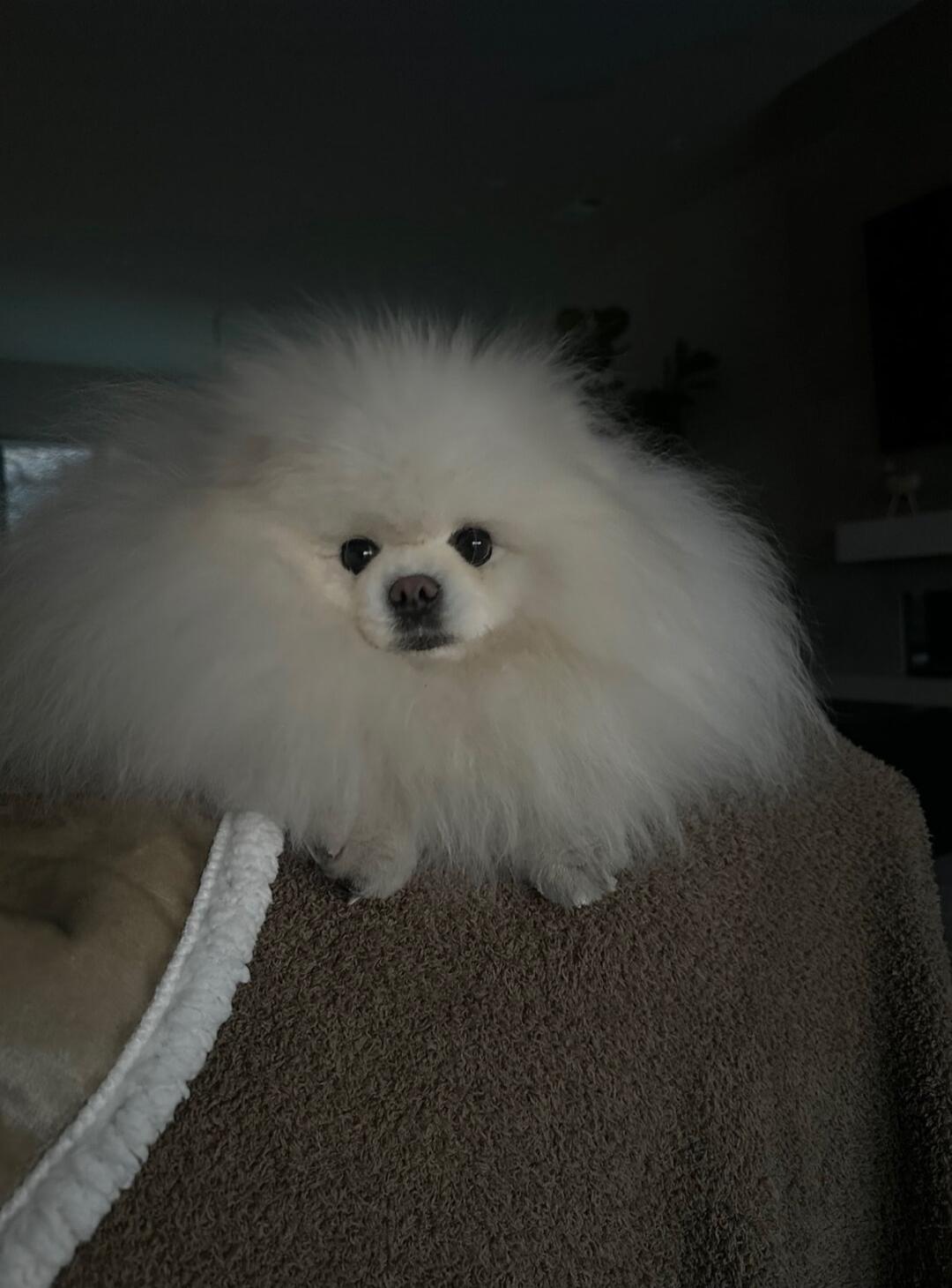 A fluffy white Pomeranian dog.
