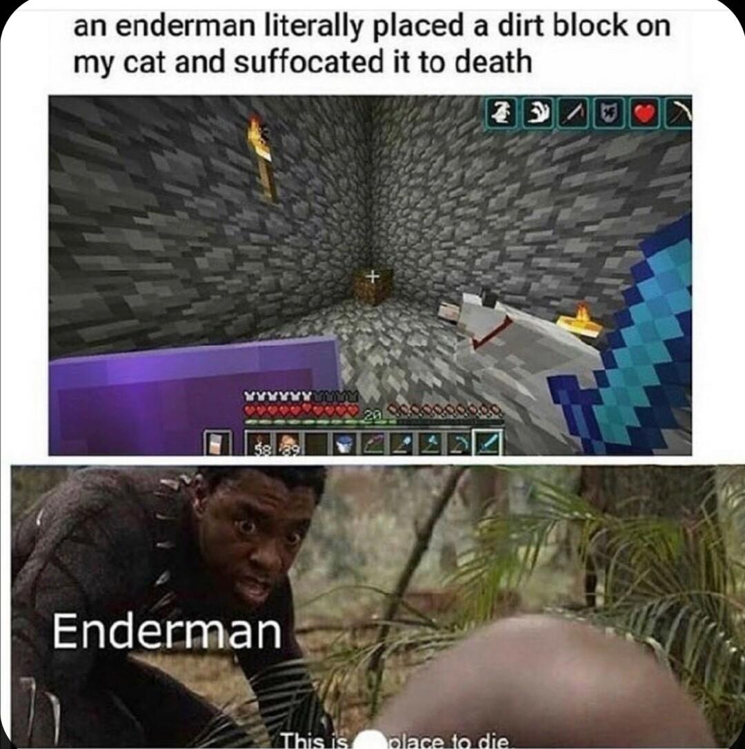 an enderman literally placed a dirt block on my cat and suffocated it to death SpleTaa g Thie S ace in die