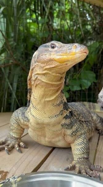 A large lizard sits on a wooden surface with a metal bowl nearby. Green foliage is visible in the background.