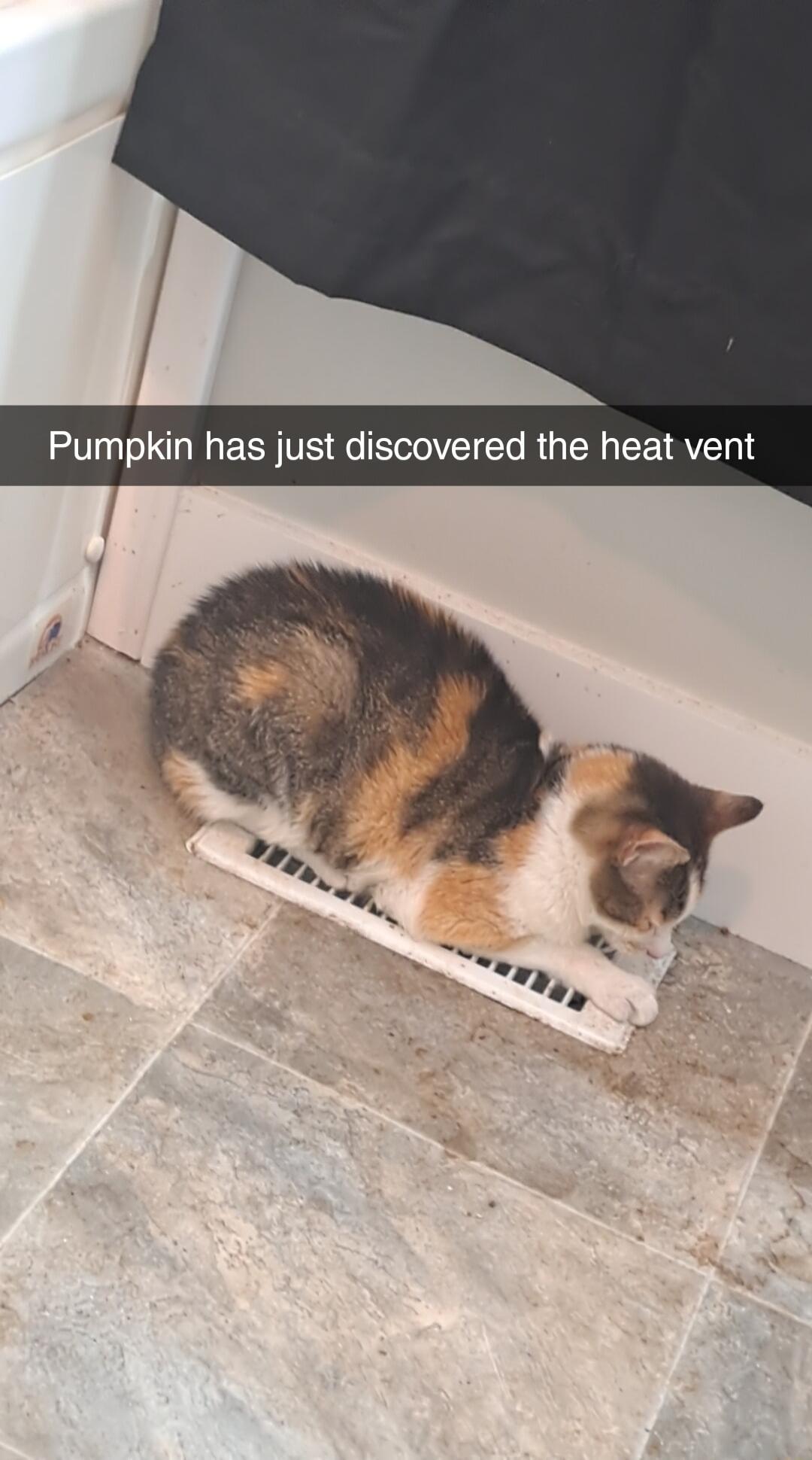 Pumpkin has just discovered the heat vent