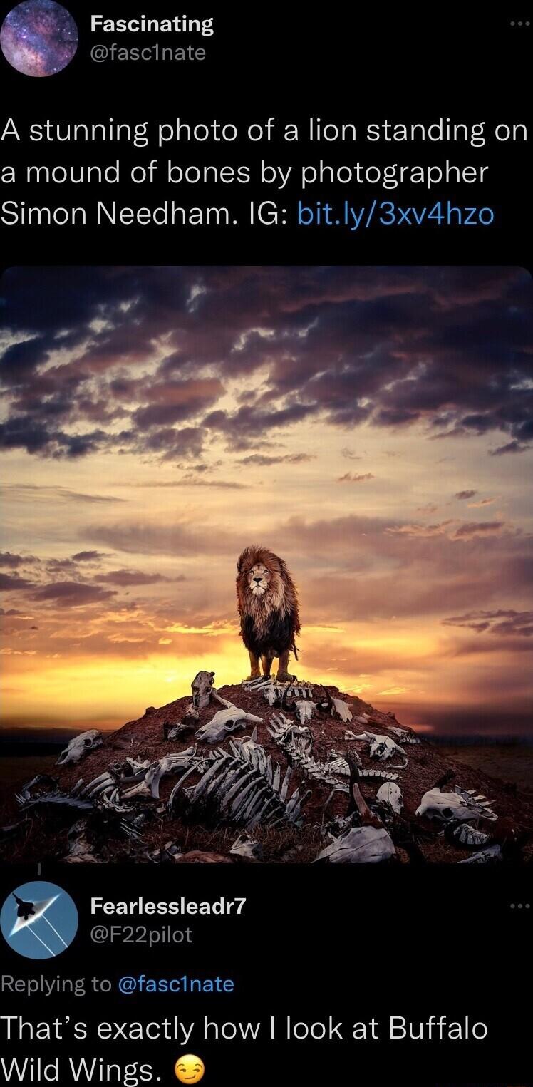 Fascinating A stunning photo of a lion standing on a mound of bones by photographer Simon Needham IG bitly3xv4 S Fearlessleadr7 F22pilot That s exactly how look at Buffalo WAV