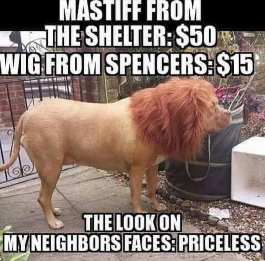 MASTIFF FIllM