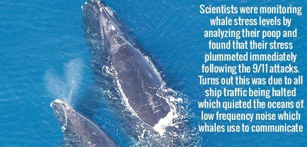 Scientists were monitoring whale stress levels by analyzingtheir poop and found that their stress plummeted immediately following the 911attacks Turns out this was due to all shlplmn being halted which quieted the oceans of low frequency noise which ales use to communicate KickassFactscom