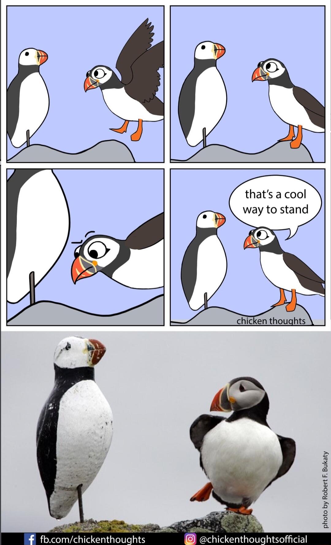 thats a cool way to stand chicken thoughts i X