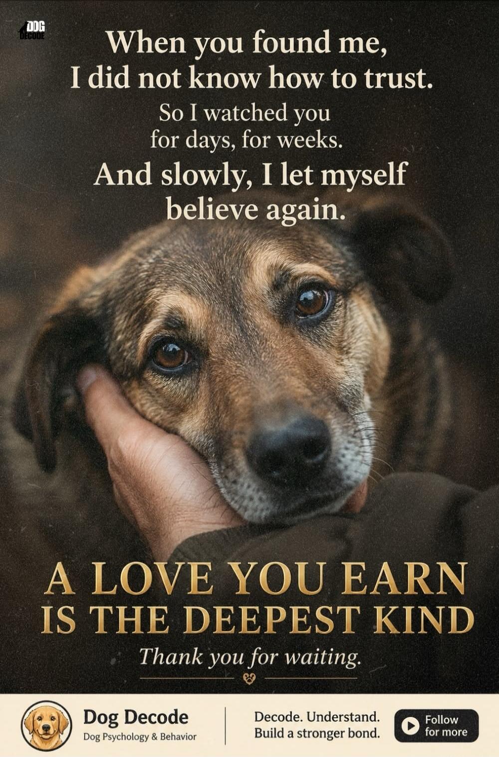 When you found me, I did not know how to trust. So I watched you for days, for weeks. And slowly, I let myself believe again. A love you earn is the deepest kind. Thank you for waiting. Dog Decode. Dog Psychology & Behavior. Decode. Understand. Build a stronger bond. Follow for more.