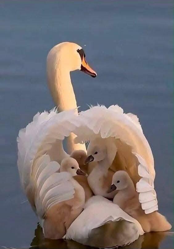 A swan with multiple cygnets tucked under its wings, forming a protective shelter.