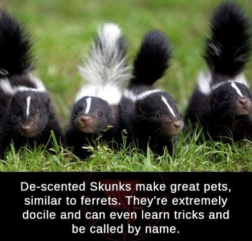 LR T RS T LR EUCHG CETR TGN similar to ferrets Theyre extremely CIEIEG T RGEG R R EETG R TSR be called by name