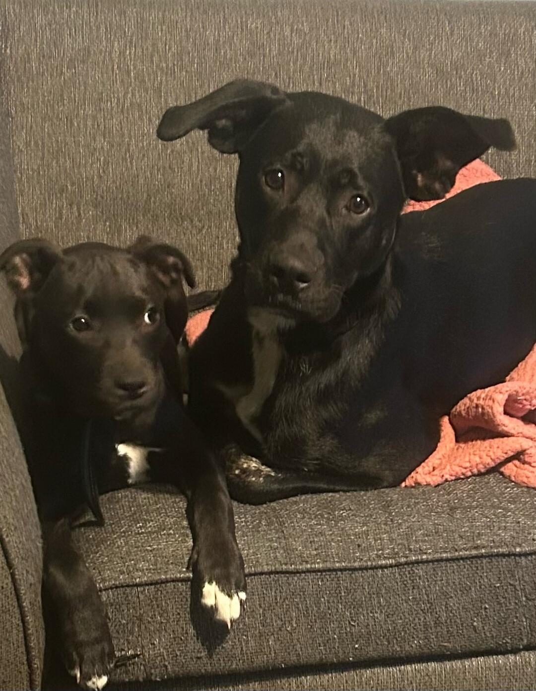 Two black dogs sitting on a couch, a larger dog with a pink blanket and a smaller puppy beside it.