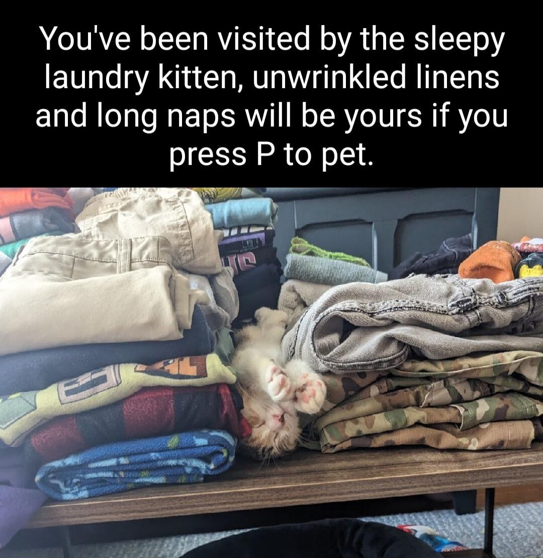 A CIVAVER YT RV Te Mo R s SRS YT o laundry kitten unwrinkled linens and long naps will be yours if you press P to pet