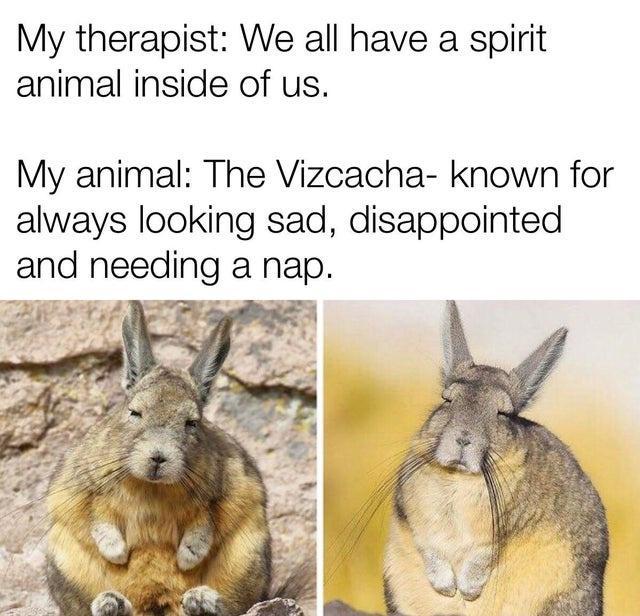 My therapist We all have a spirit animal inside of us My animal The Vizcacha known for always looking sad disappointed and needing a nap it