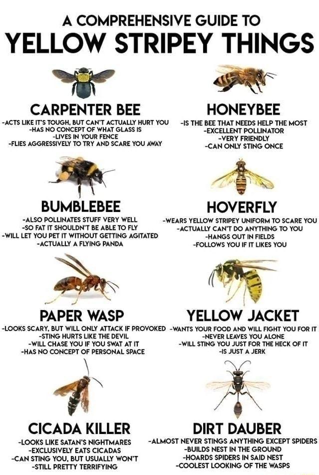 A COMPREHENSIVE GUIDE TO YELLOW STRIPEY THINGS e e CARPENTER BEE HONEYBEE ACTS LIKE ITS TOUGH BUT CANT ACTUALLY HURT YOU i THE BEE THAT NEEDS HELP THE MOST HAS NO CONCEPT OF WHAT GLASS IS EXCELLENT POLLINATOR LIVES IN YOUR FENCE VERY FRIENDLY FLIES AGGRESSIVELY TO TRY AND SCARE YOU AWAY _CAN ONLY STING ONCE L BUMBLEBEE HOVERFLY ALSO POLLINATES STUFF VERY WELL WEARS YELLOW STRIPEY UNIFORM TO SCARE 