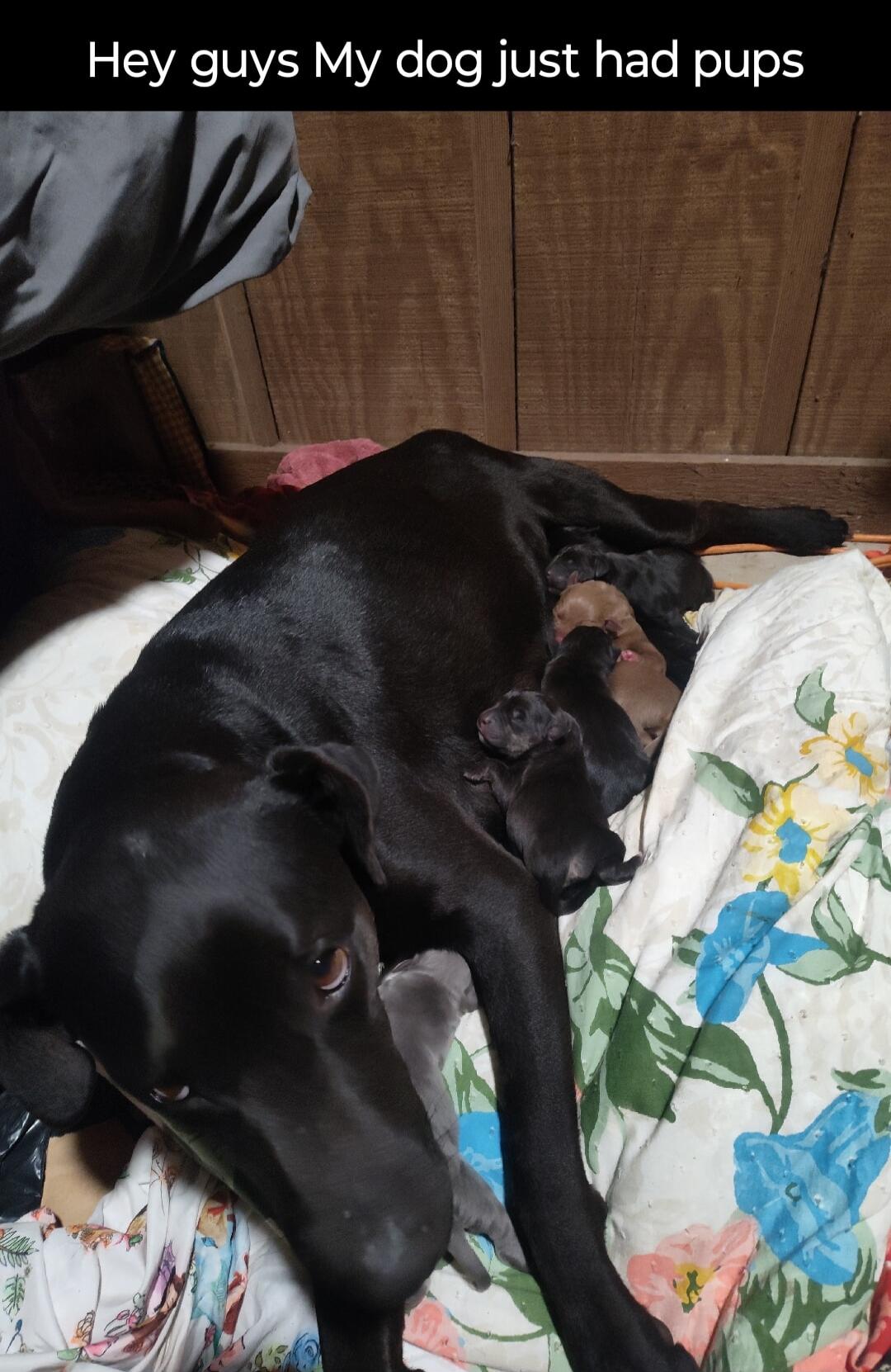 Hey guys My dog just had pups F3
