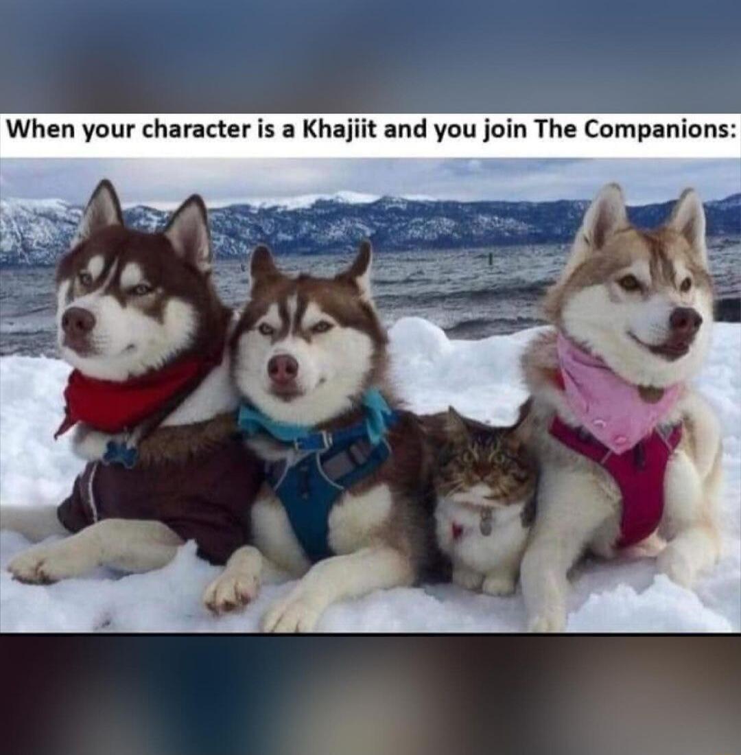 When your character is a Khajiit and you join The Companions